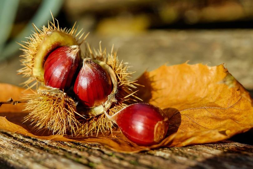 photo chataignes chataignes sur une feuille d'automne